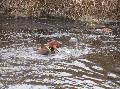 Retrieving pheasant from the icy canal
